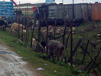 L'amiante, une menace pour la population