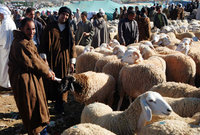 Le mouton de l'Aïd  trop cher