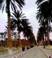 Patrimoine phoenicicole : Il n' y a pas que Deglet Nour