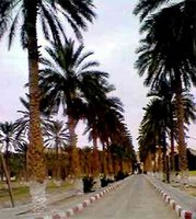 Patrimoine phoenicicole : Il n' y a pas que Deglet Nour