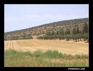 Le Domaine de Lismara