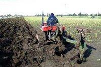 Agriculteurs assimilés : « Arnaqués » par l'ex-Salem dans le cadre du PNDA