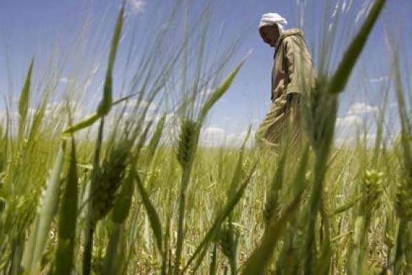 L'Algérie veut ouvrir le secteur de l'agriculture aux investisseurs étrangers