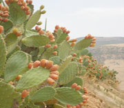 Ghardaïa Revoilà les raquettes de figues