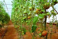 Agriculture dans la wilaya de Aïn Defla : Tension sur la production de tomates