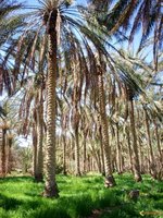 Centre national des zones arides de Beni Abbès :  Un patrimoine  à conserver