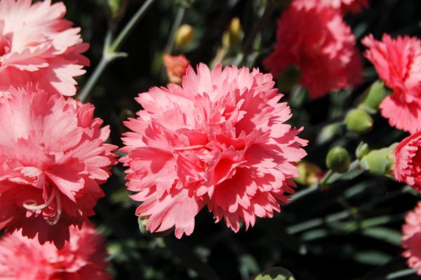 Première exposition florale au parc d'attraction de Sétif
