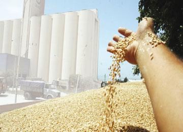 تحقيقات حول قمح فاسد بمخازن التعاونية الفلاحية للحبوب بسفيزف سيدي بلعباس