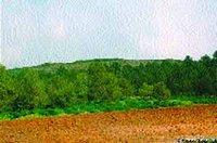 Plantation de 1,2 million d'arbustes à Tissemsilt