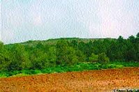 Plantation de 1,2 million d'arbustes à Tissemsilt