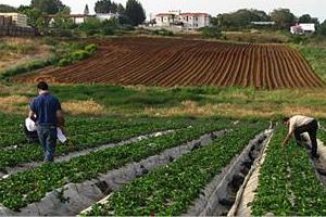 الدودة البيضاء تكبد الفلاحين خسائر فادحة بوهران