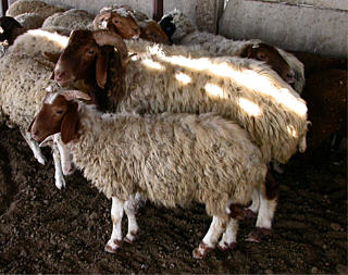 إحباط محاولة سرقة 310 رأس غنم بالجلفة