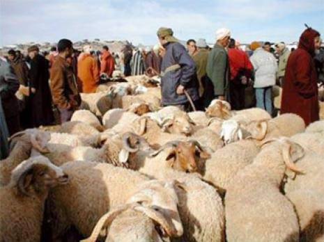 Criminalité : Les écumeurs des cheptels mis hors d'état de nuire Mascara : les autres articles