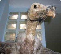 Les trésors de Menchkoff