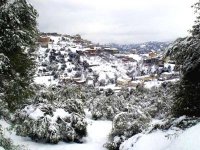Tizi-Ouzou : environ 50% des oliveraies de montagne endommagées par la neige
