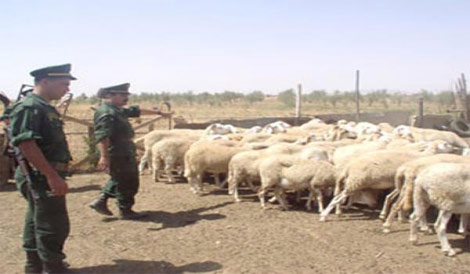 استرجاع 100 رأس من الماشية وشاحنة بزكار والجلفة
