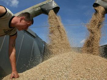 Volume en baisse et facture en hausse IMPORTATION DE BLE