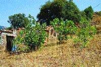 Développement rural à Béjaïa : Des projets dédiés à l'agriculture de montagne