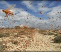 الجراد المغربي يجتاح مرحوم وتيغاليمات في سيدي بلعباس