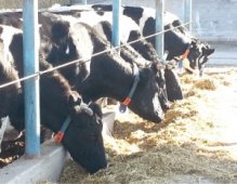 تسجيل 23 حالة إصابة لدى البقر بمرض البريسيلوز بالبويرة