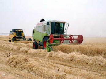 توقع إنتاج أكثر من مليون و300 ألف قنطار من الحبوب في سعيدة