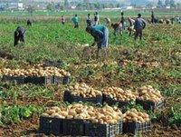 Terres expropriées à Bethioua : Des indémnitées à revaloriser