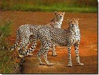 Farid Ighilahriz. Directeur de l'Office du parc national de l'Ahaggar :  « Le guépard saharien est menacé »