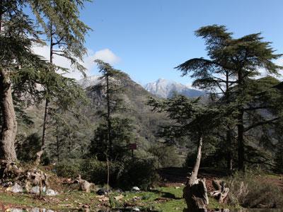 La réduction du couvert végétal en Algérie est due aux changements climatiques Selon un ingénieur du Haut commissariat au développement de la steppe