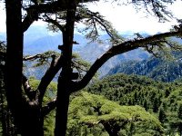 Blida : le parc national de Chréa sujet à des changements écologiques divers (responsable)