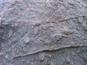 Trésor Caché de Ammal