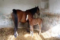 L'Algérie, pays indemne de la peste équine Santé animale