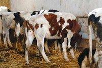 Secteur de l'agriculture à Aïn Defla : Relancer la filière de l'élevage bovin