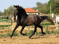 Nadi Chaâbi Foursane de Aïn Achir : Il faut sauver le Barbe
