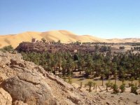 Sud algérien : pas d'activité acridienne, dispositif préventif réactivé