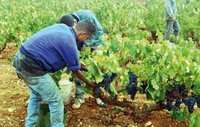 Les Espagnols au secours  de la vigne algérienne