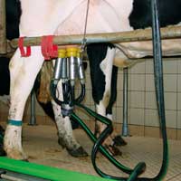 الهدف... إنتاج 23 مليون لتر غرداية: إجراءات وتحفيزات لتفعيل شعبة الحليب