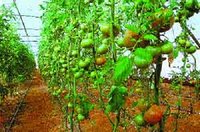 La maladie en nette régression