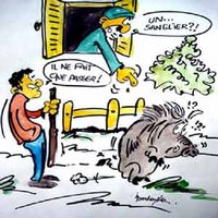 Le sanglier fait des siennes