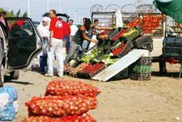 Ils ont été Arrêtés sur l'axe Alger-Blida : Des vendeurs de fruits « malfaiteurs »
