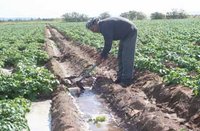 Mildiou : Les vraies raisons de l'épidémie