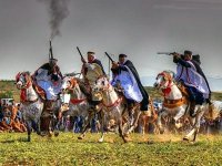 Le roi cheval Tiaret