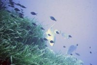 Un musée pour les amoureux de la faune marine Tipasa