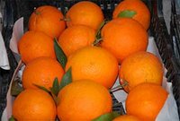 Culture des agrumes dans la wilaya de Blida :  La production baisse,  les prix s'envolent