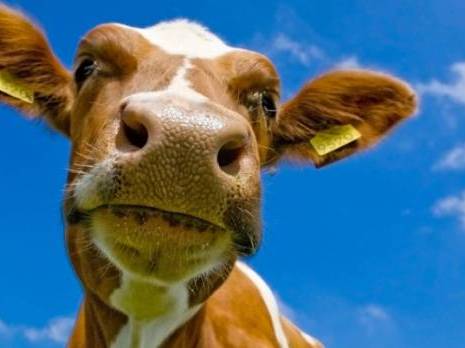 Contre les importations de lait en poudre, la plus forte, c'est elle Actualité : les autres articles