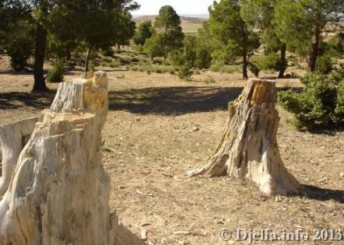 الغطاء الغابي بالجلفة في تدهور مستمر و الوضع يقتضي التحرك