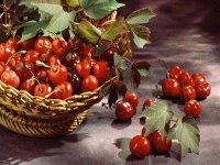 Coup d'envoi de la 2ème édition du festival des produits du terroir à Tlemcen