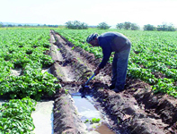 Réaménagement du périmètre du Moyen Chellif CHLEF, Office national d'irrigation et de drainage