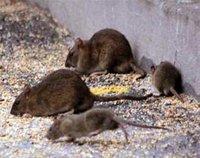 Les rats récidivent à la cité des 560 logements