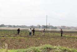 أم البواقي.. ولاية منكوبة فلاحيا 600 حاصدة و17 نقطة لتجميع الحبوب لحملة الحصاد