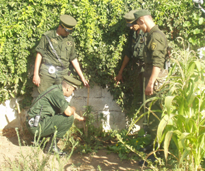 اكتشاف مزرعتين عائليتين للقنب الهندي بغرداية !